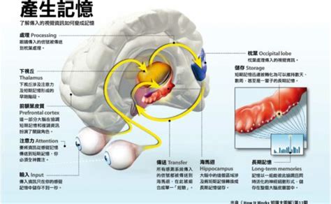 海馬迴|海馬迴認知圖的功用，不只一種